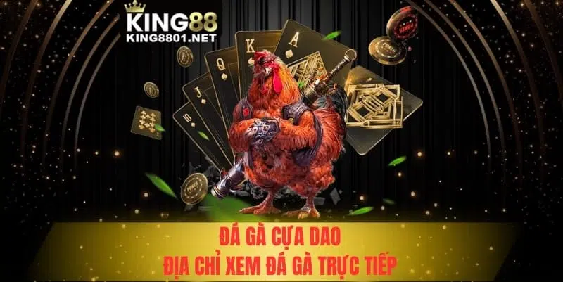 Đá gà cựa dao - Địa chỉ xem đá gà cựa dao trực tiếp