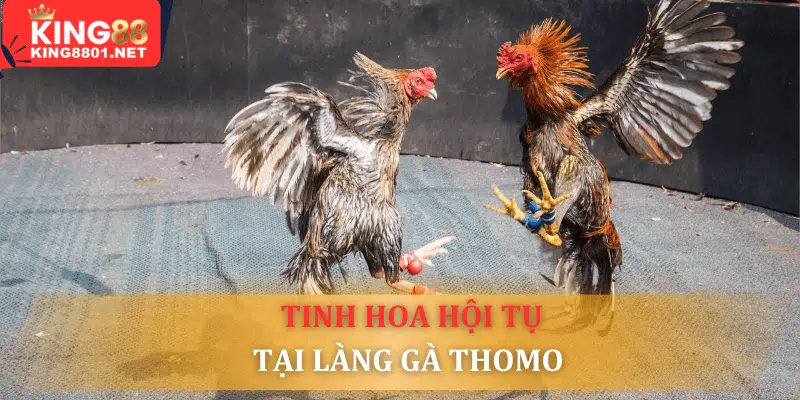 Tinh hoa hội tự “ làng gà”